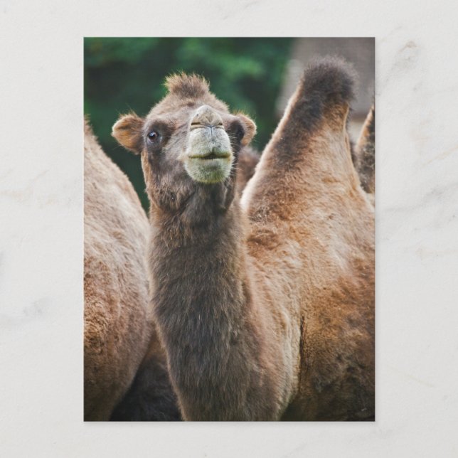 Postkarte des Baktriankamels (Vorderseite)