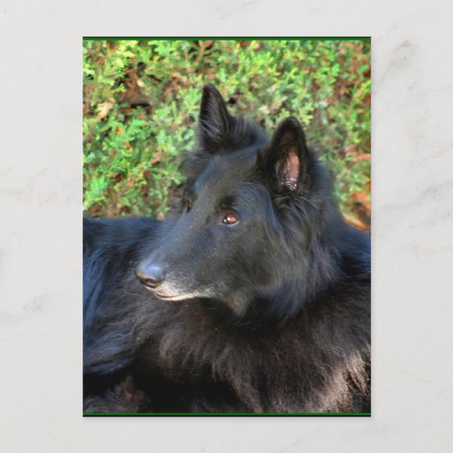Postkarte des belgischen Hirten (Vorderseite)