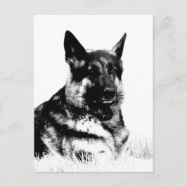 Postkarte des deutschen Hirten