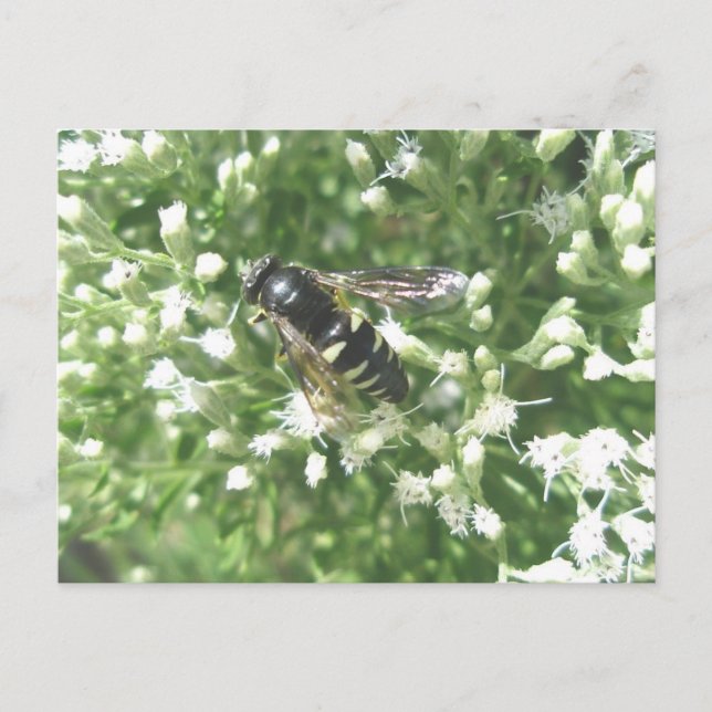 Postkarte des gestrichenen Hornets (Vorderseite)