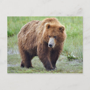 Postkarte des Grizzlybären