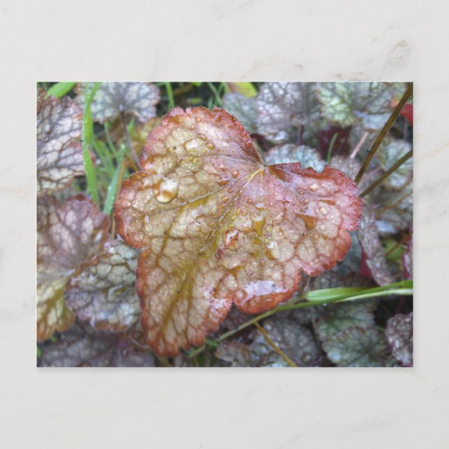 Postkarte des Herzblattes (Vorderseite)