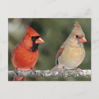Postkarte des nördlichen Kardinals