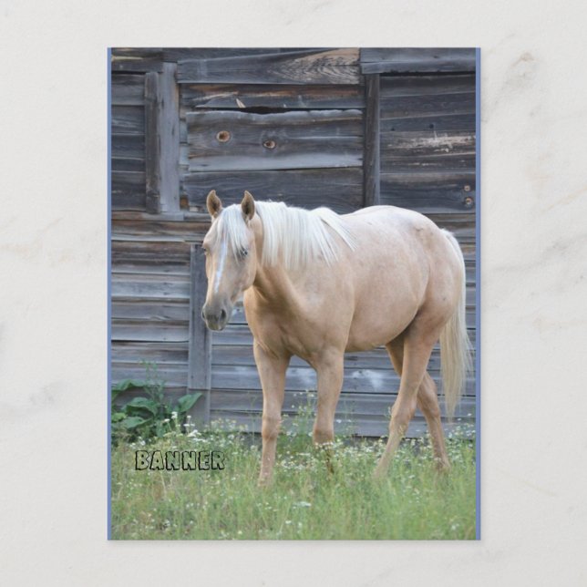 Postkarte des Palomino (Vorderseite)