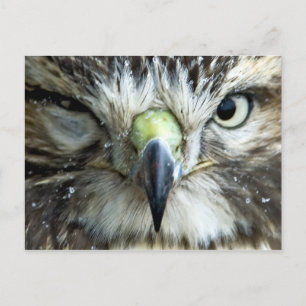 Postkarte des Raptors