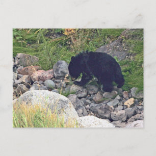 Postkarte des schwarzen Bärenkuchens