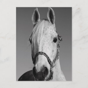 Postkarte des weißen Pferdes