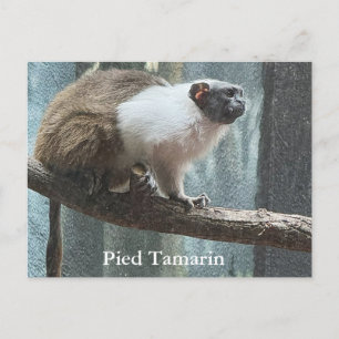 Postkarte des Weißfußtamarins