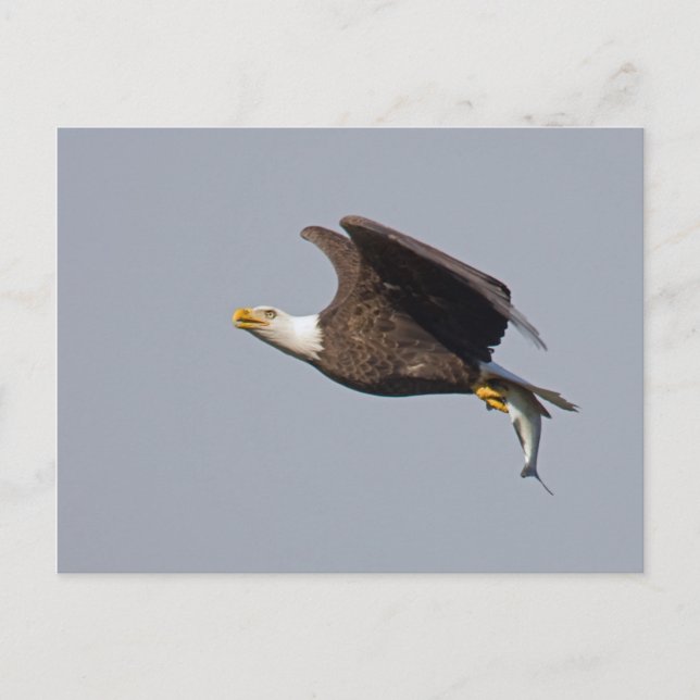 Postkarte des Weißkopfseeadler-9 (Vorderseite)
