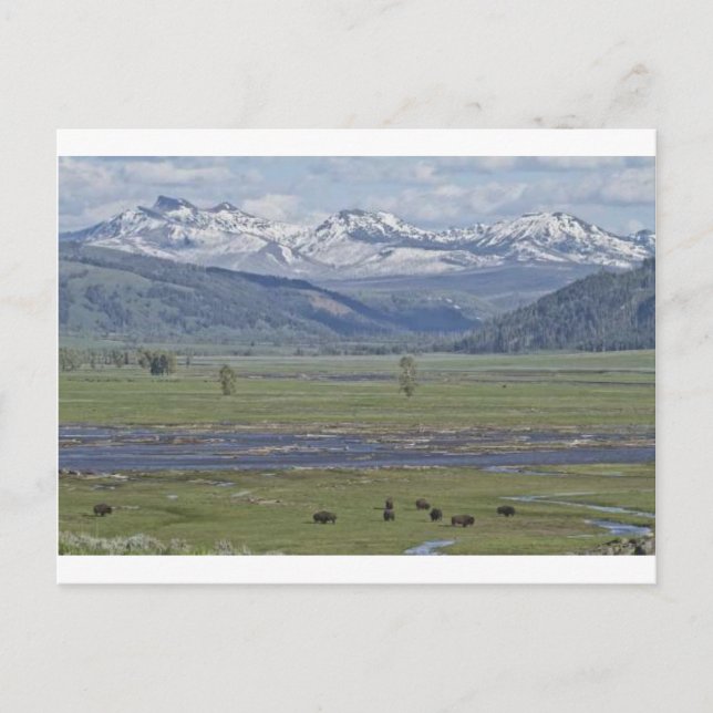 Postkarte des Yellowstone-Nationalparks (Vorderseite)
