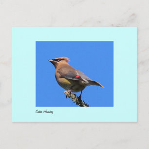Postkarte des Zedar Waxwing