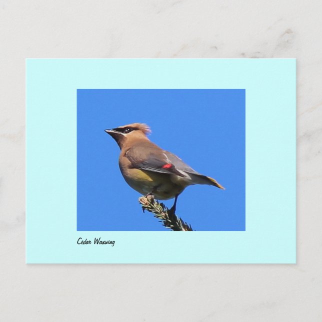 Postkarte des Zedar Waxwing (Vorderseite)