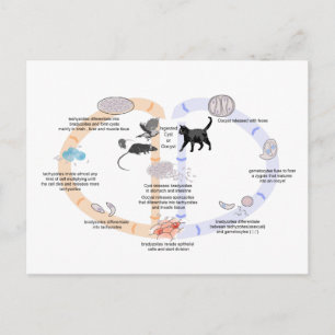 Postkarte Diagramm Lebenszyklus von Toxoplasma gon