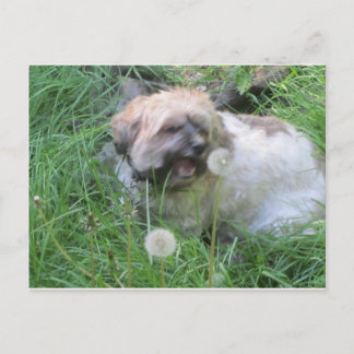 Postkarte "Dog Day Dreams"