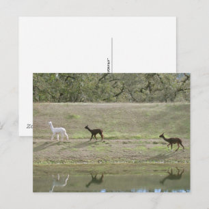 Postkarte – Drei Alpakas