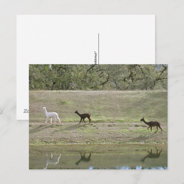 Postkarte - Drei Städte Alpaca (Vorne/Hinten)