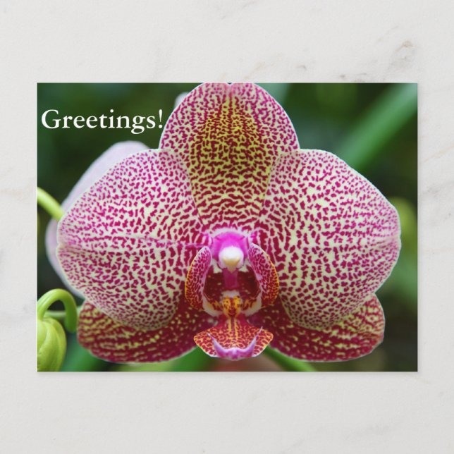 Postkarte - Earth Star (Vorderseite)