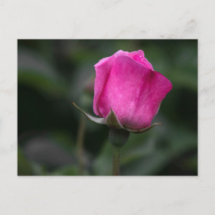 Postkarte Elegante rosa Knospe