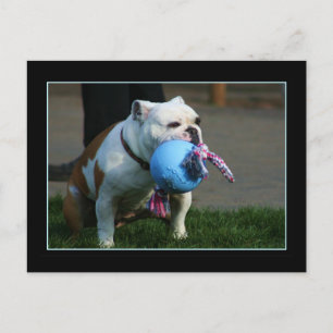 Postkarte "English Bulldog"
