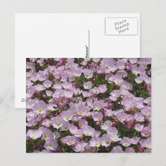 Postkarte - Feld der rosa Blume (Vorne/Hinten)
