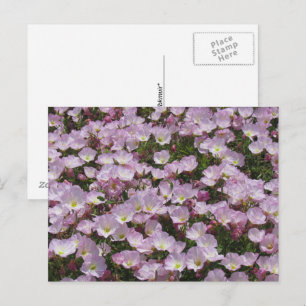 Postkarte - Feld mit rosa Blumen