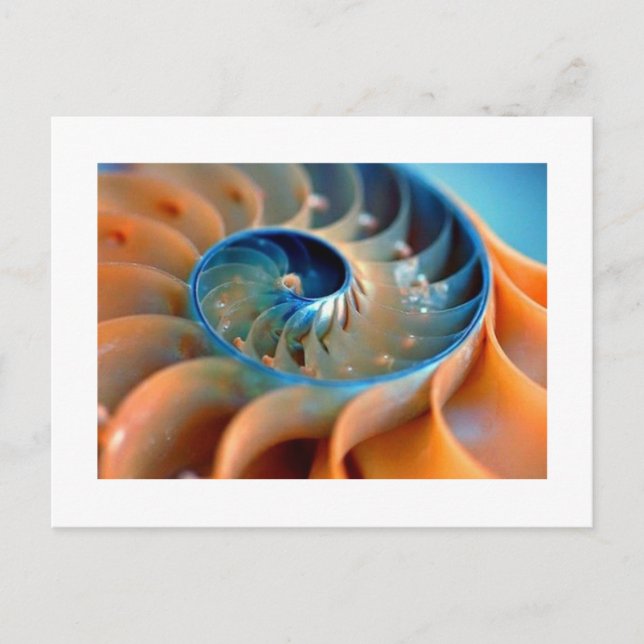 Postkarte - Fibonacci-Muscheln (Vorderseite)