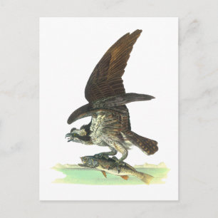 Postkarte: Fischadler - John Audubon Postkarte