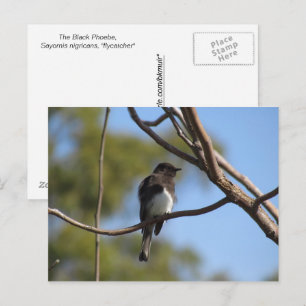 Postkarte - Fliegenschnäpper