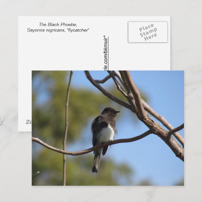 Postkarte - Flycatcher (Vorne/Hinten)