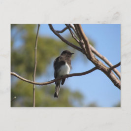 Postkarte - Flycatcher
