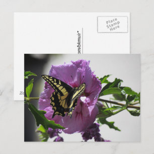Postkarte - Frack Schmetterling auf Blossom