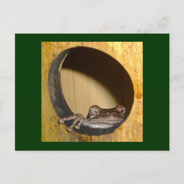 Postkarte, Froschhaus Postkarte (Vorderseite)