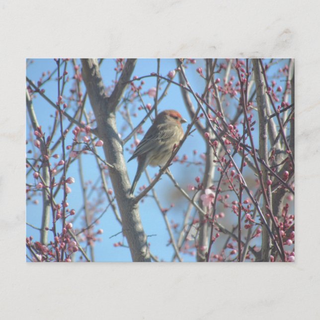 Postkarte - Frühjahrsplatte (Vorderseite)