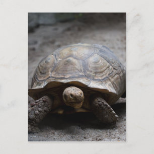 Postkarte für Afrikanisch gefleckte Tortoise
