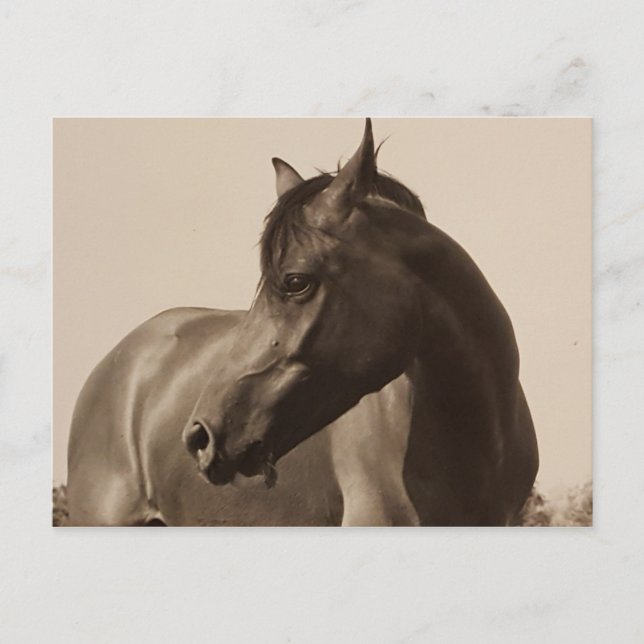 Postkarte für arabisches Pferd (Vorderseite)