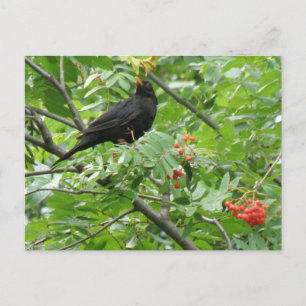 Postkarte für Blackbird und Berries