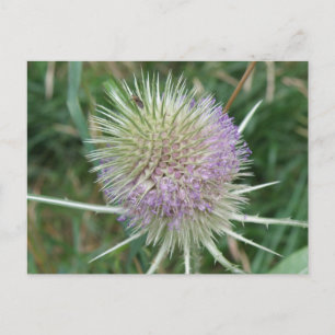 Postkarte für blühendes Gras