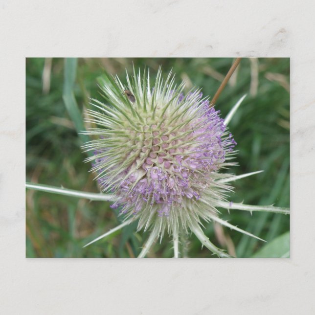 Postkarte für blühendes Gras (Vorderseite)