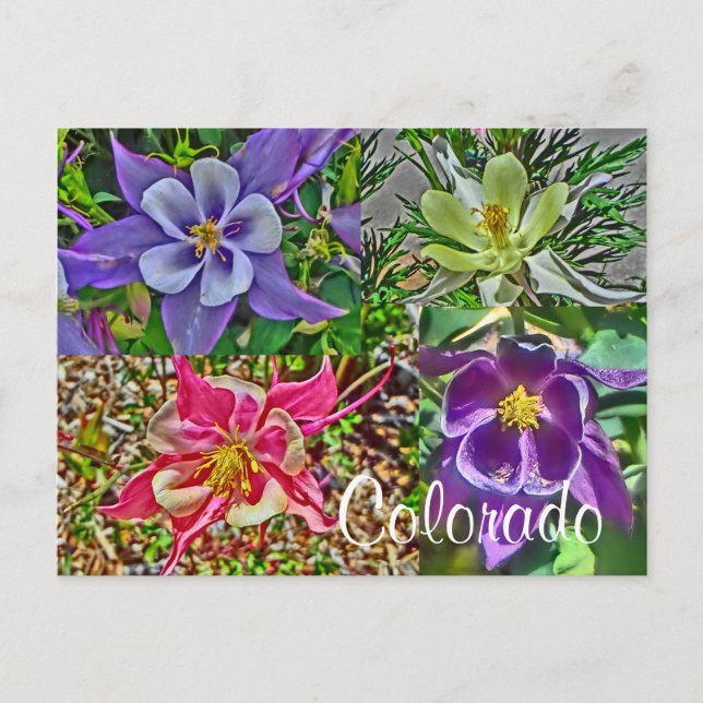 Postkarte für Colorado-Kolumne (Vorderseite)