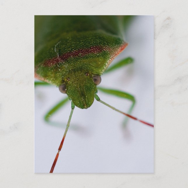 Postkarte für das Auge (Vorderseite)