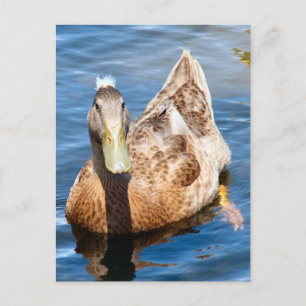 Postkarte für das entkörnte Foto