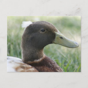 Postkarte für das entkörnte Foto