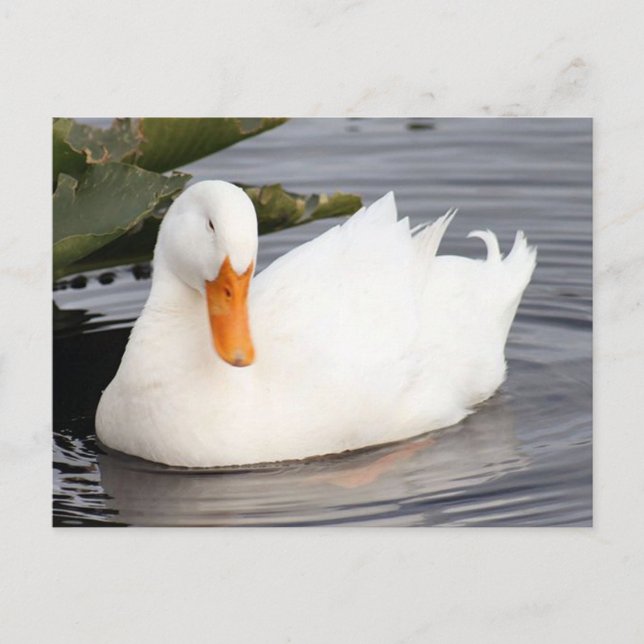 Postkarte für das Foto der weißen Ente (Vorderseite)