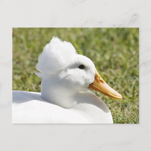 Postkarte für das Foto "Weißer Enten" (Vorderseite)