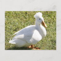 Postkarte für das Foto "Weißer Enten"