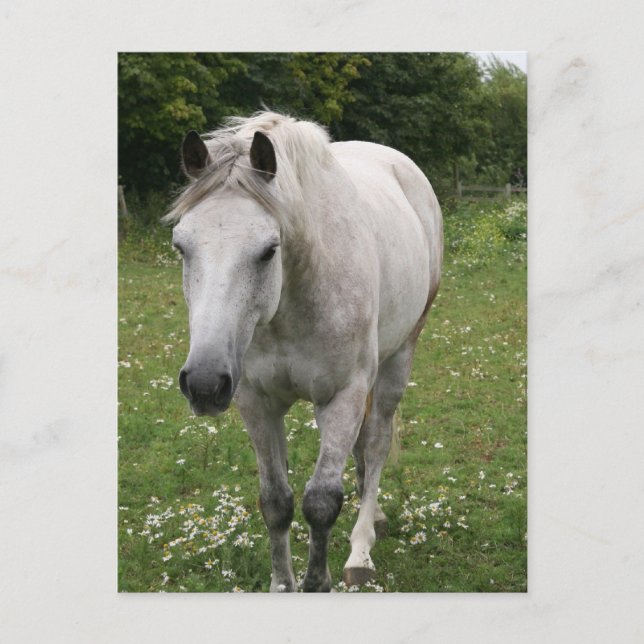 Postkarte für das graue Pferd (Vorderseite)