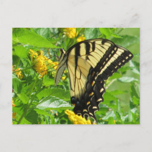 Postkarte für das östliche Tiger-Frack