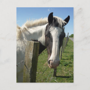 Postkarte für das Schwarze und Weiße Pferd