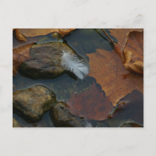 Postkarte für das weiße Feather