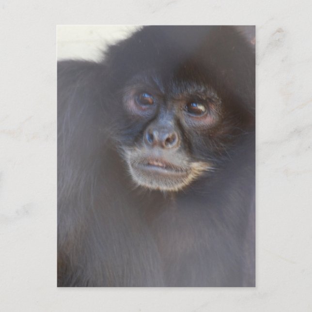 Postkarte für den Affen (Vorderseite)